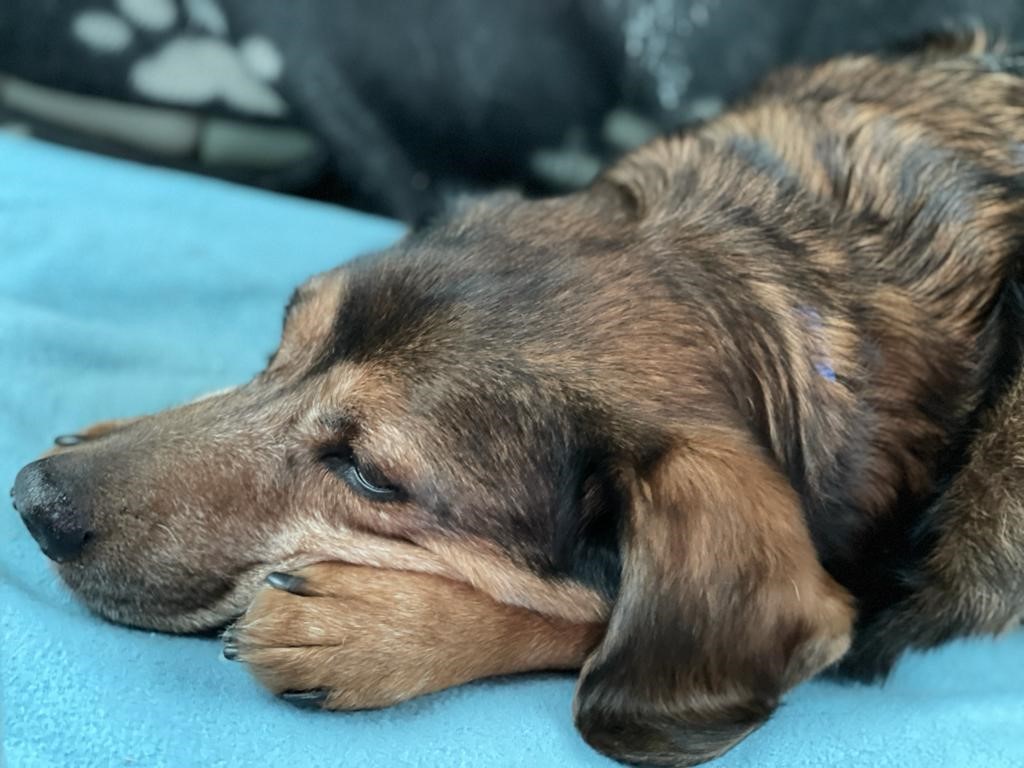 Hund Chucky döst auf der Rückbank während der Autofahrt