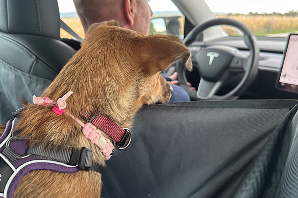 Hund im Auto: Entspannt oder Höllentrip