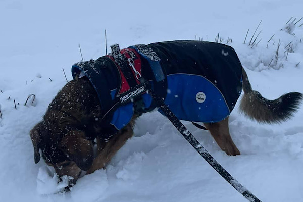 Hund im Schnee