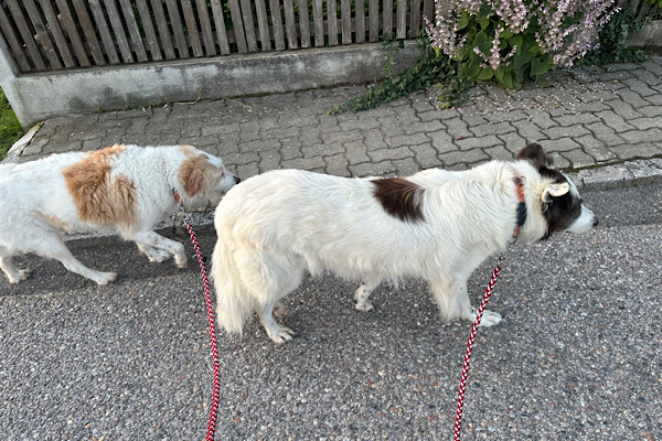 Hunde auf heißen Asphaltstrasse